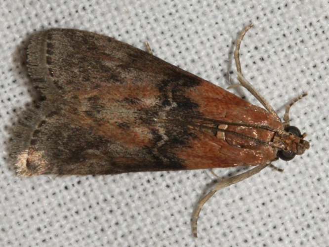 Sciota adelphella &copy; LETHEVE Xavier