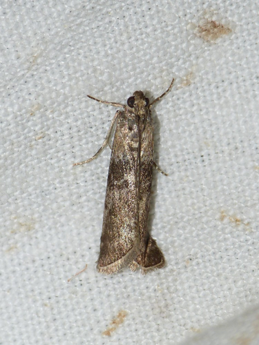 Sciota hostilis &copy; BARBIER Simon