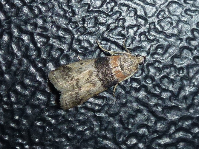 Sciota rhenella &copy; MAILLIER Sébastien