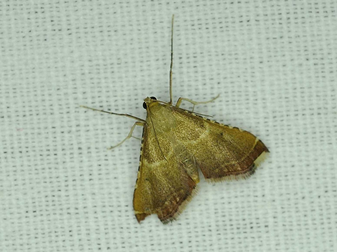 Endotricha flammealis &copy; MATHOT William