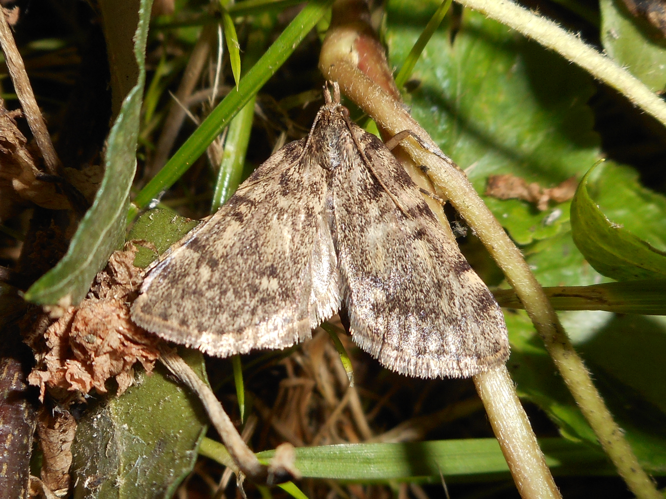 Aglossa pinguinalis &copy; HERMANT Thomas