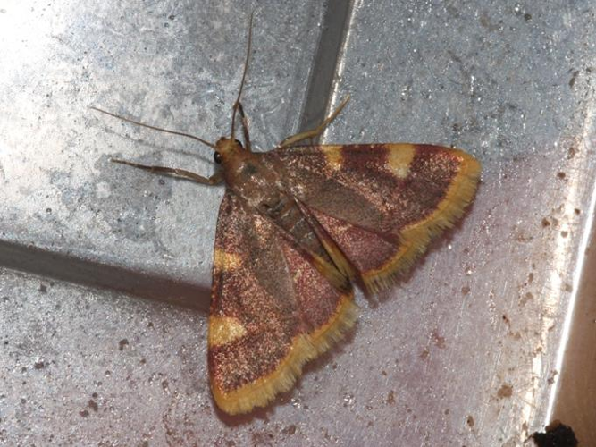 Hypsopygia costalis &copy; DANTEN Benoit