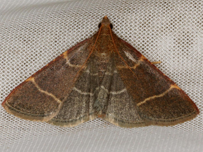 Ocrasa glaucinalis &copy; LETHEVE Xavier