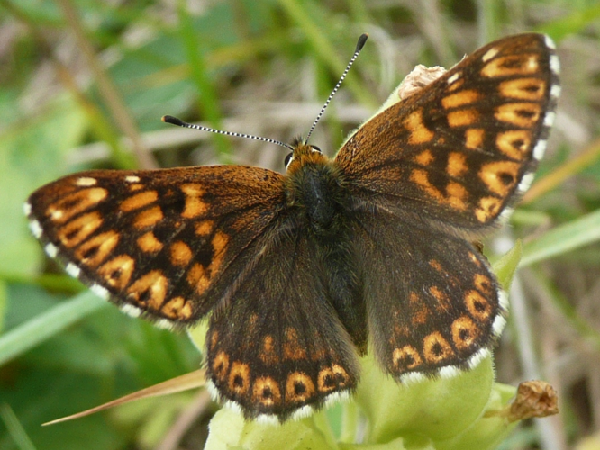 Hamearis lucina &copy; MAILLIER Sébastien (Picardie Nature)