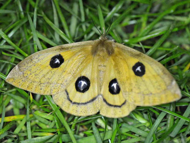 Aglia tau &copy; MATHOT William