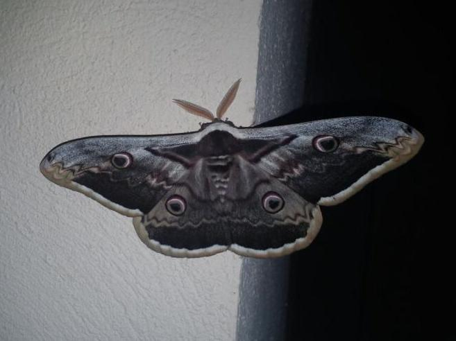 Saturnia pyri &copy; PLATEAUX Odile