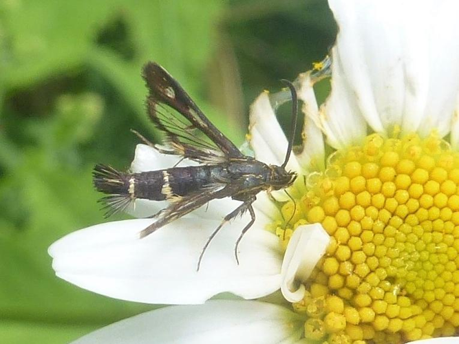 Chamaesphecia nigrifrons &copy; MAILLIER Sébastien