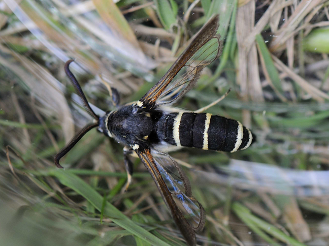 Paranthrene tabaniformis &copy; MATHOT William