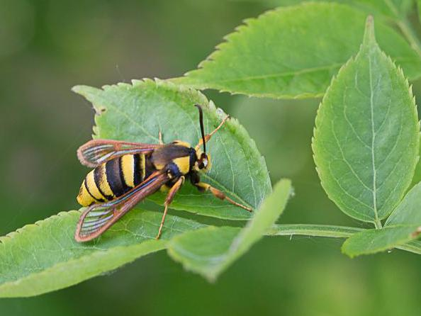 Sesia apiformis &copy; TONDELLIER Bruno