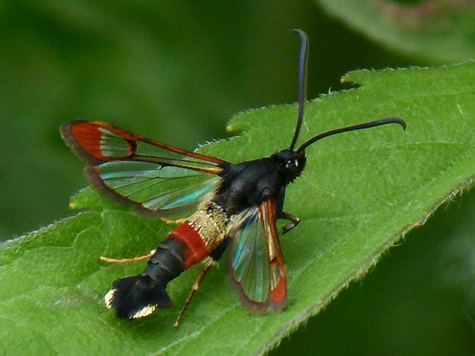 Synanthedon formicaeformis &copy; PLATEAUX Odile