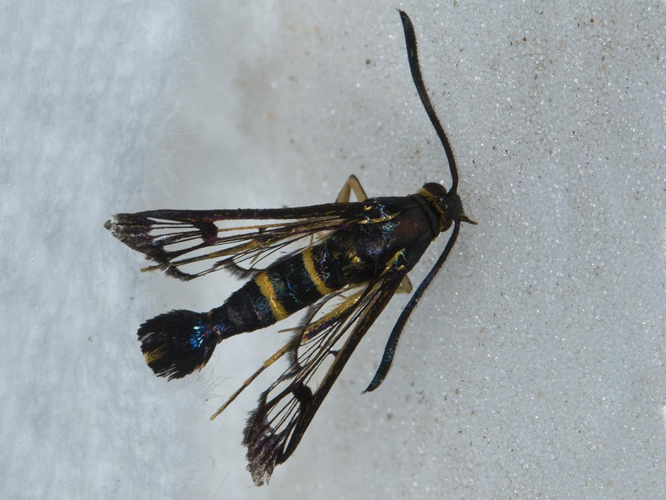 Synanthedon loranthi &copy; VAN ALPHEN Jacques