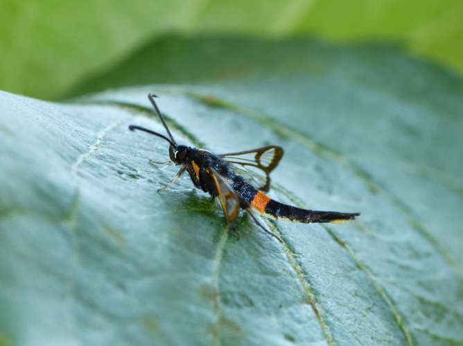 Synanthedon myopaeformis &copy; BARBIER Simon