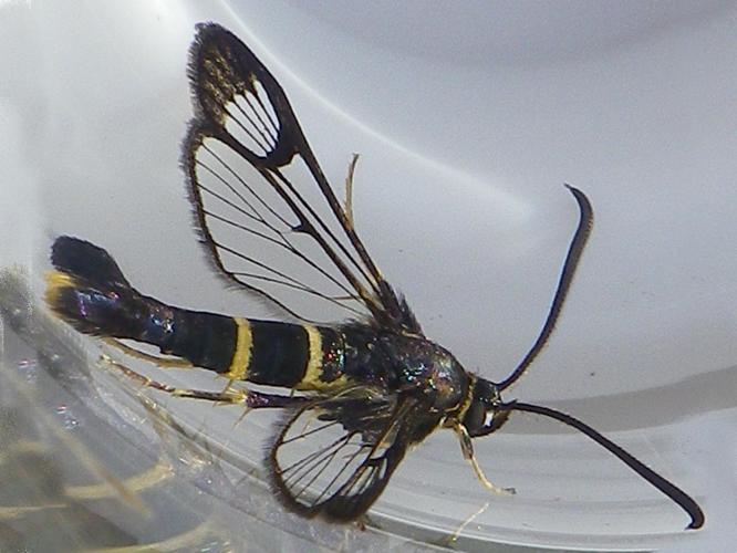 Synanthedon spuleri &copy; HALLART Guénael