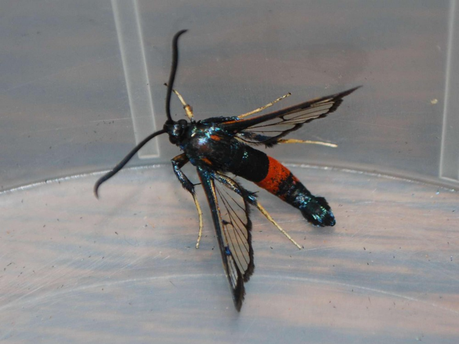 Synanthedon stomoxiformis &copy; GERARD Thibaut