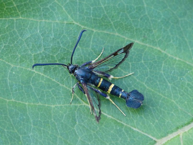 Synanthedon tipuliformis &copy; BARBIER Simon