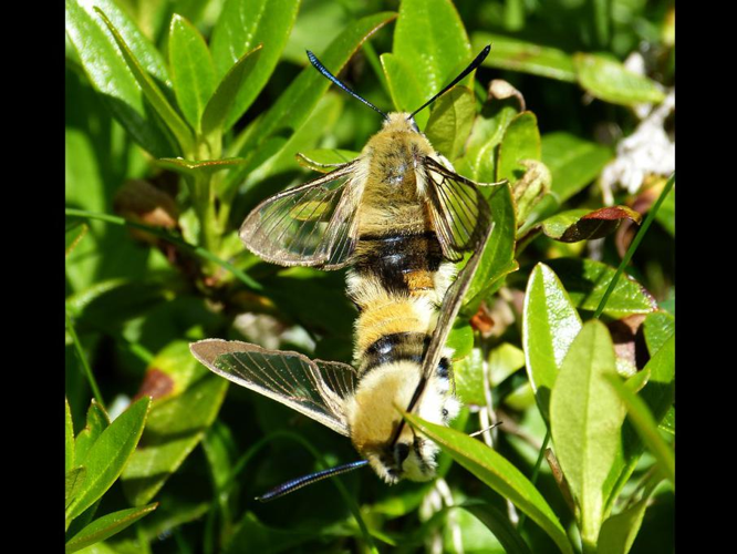 Hemaris tityus &copy; BARBIER Simon