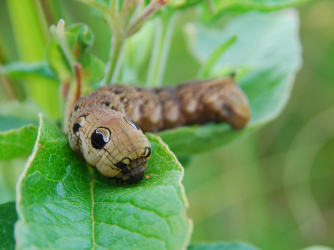 Deilephila elpenor &copy; VERLEY Céline
