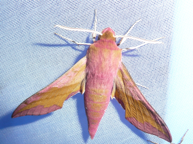 Deilephila porcellus &copy; MAILLIER Sébastien