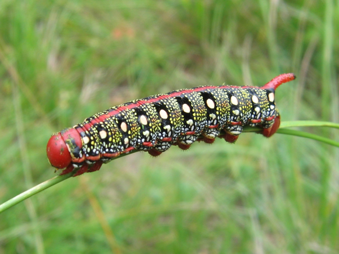 Hyles euphorbiae &copy; MAILLIER Sébastien (CSNP)