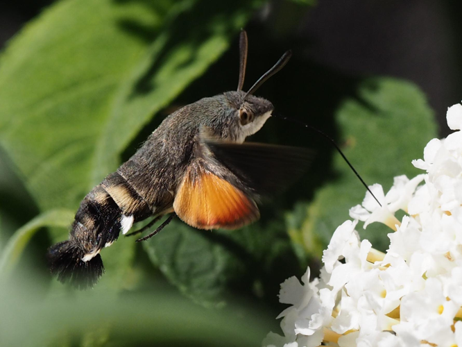 Macroglossum stellatarum &copy; PLATEAUX Luc