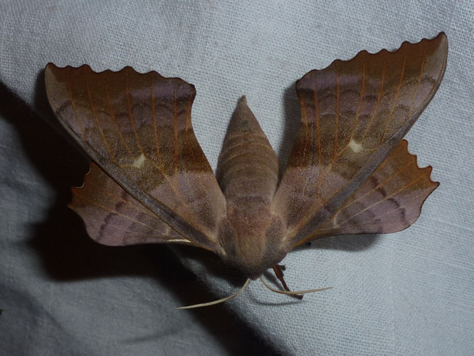 Laothoe populi &copy; MAILLIER Sébastien