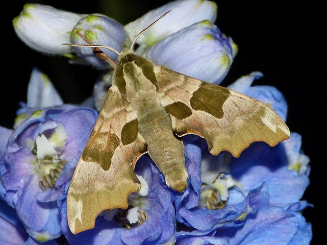 Mimas tiliae &copy; BARBIER Simon