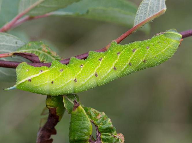 Smerinthus ocellatus &copy; TONDELLIER Bruno