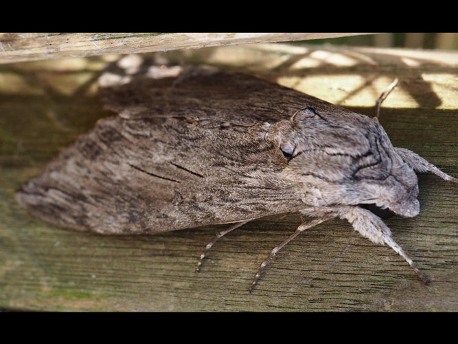 Agrius convolvuli © PLATEAUX Odile