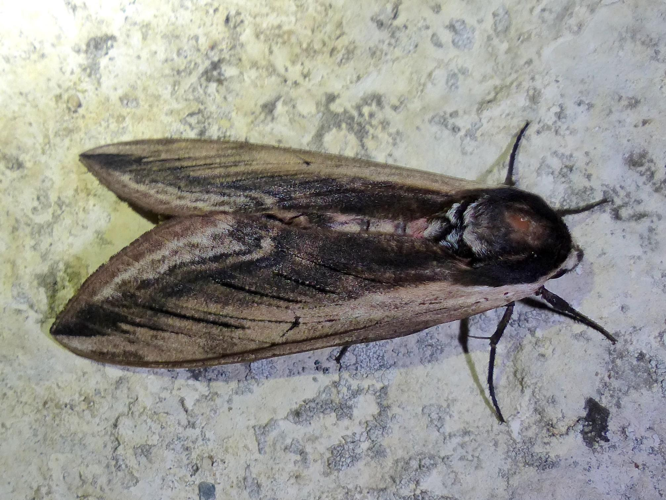 Sphinx ligustri © DEROZIER Carole