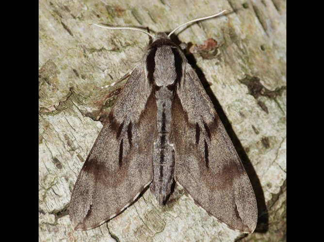 Sphinx pinastri &copy; BARBIER Simon