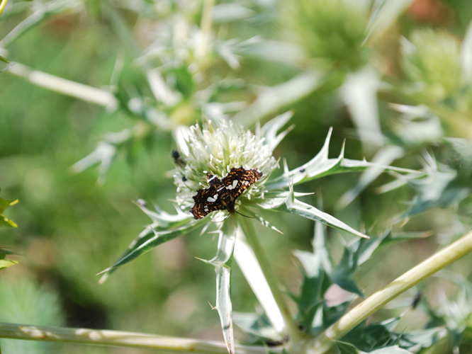 Thyris fenestrella &copy; GERARD Thibaut
