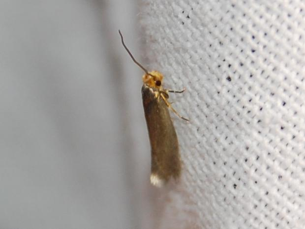 Cephimallota crassiflavella &copy; VANSTEENE Nicolas