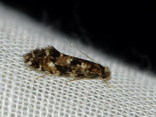 Nemapogon cloacella &copy; BARBIER Simon