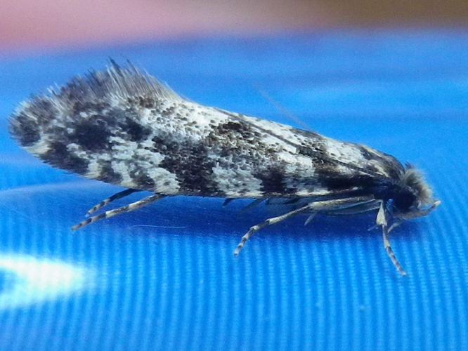 Nemapogon granella &copy; HALLART Guénael