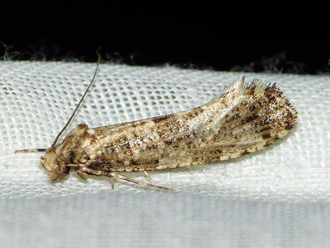 Morophaga choragella &copy; BARBIER Simon