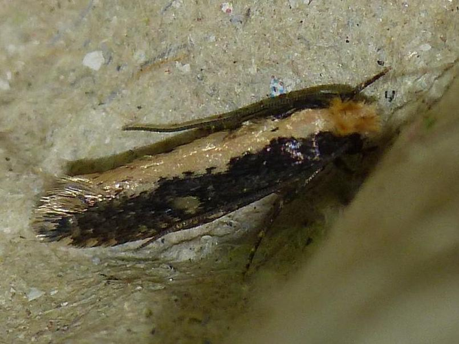 Monopis crocicapitella &copy; BARBIER Simon