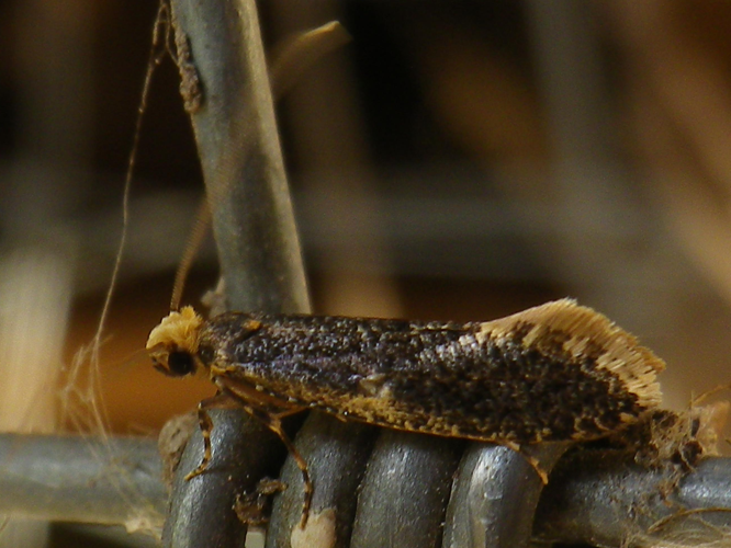 Monopis laevigella &copy; HALLART Guénael