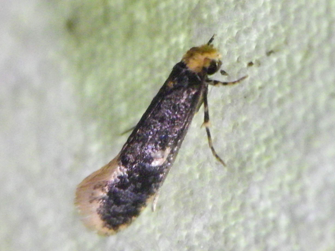 Monopis weaverella &copy; HALLART Guénael