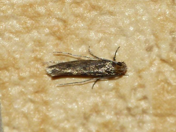 Tinea pellionella &copy; BARBIER Simon