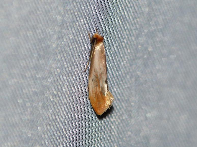 Tinea semifulvella &copy; BARBIER Simon