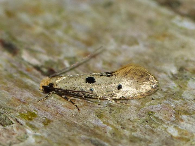 Tinea trinotella &copy; BARBIER Simon