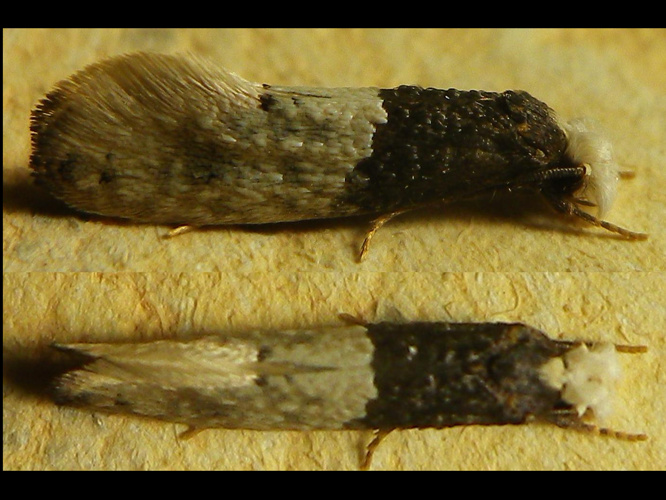 Trichophaga tapetzella &copy; HALLART Guénael