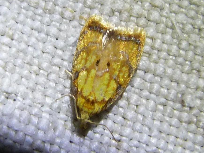 Acleris bergmanniana &copy; ADAM David