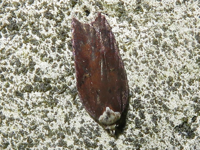Acleris hastiana &copy; MAILLIER Sébastien