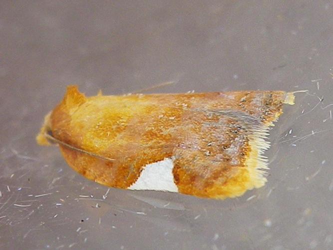 Acleris holmiana &copy; HALLART Guénael