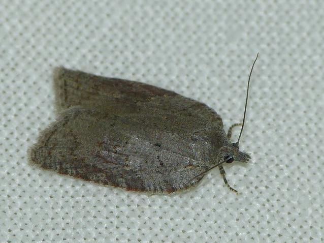 Acleris sparsana &copy; BARBIER Simon