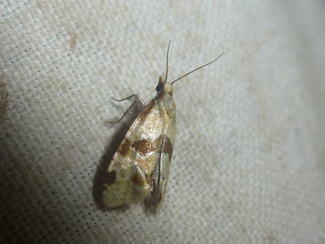 Aethes cnicana &copy; MAILLIER Sébastien