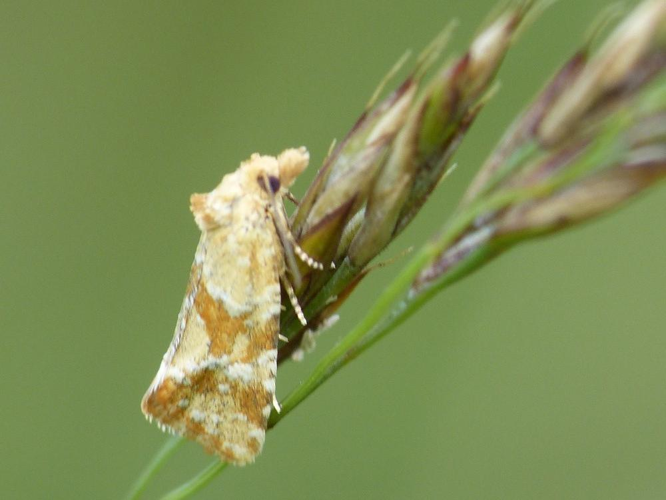 Aethes hartmanniana &copy; BARBIER Simon