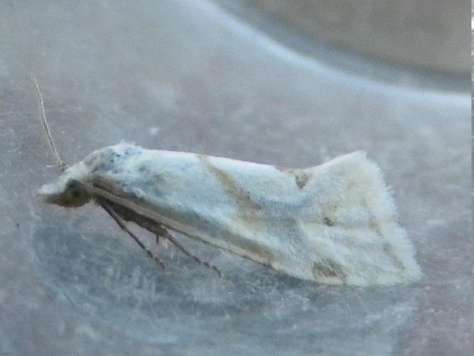 Aethes smeathmanniana &copy; HALLART Guénael