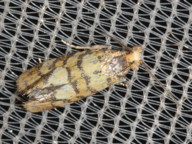 Aethes tesserana &copy; DANTEN Benoit